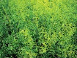 Image result for Asparagus schroederi