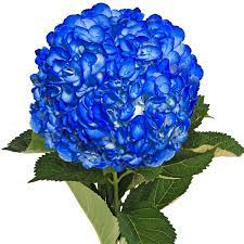 Navy blue was first used after british royal navy officers wore uniforms in the color in 1748. Airbrushed Dark Blue Hydrangeas Fresh Cut 15 Stems Walmart Com Walmart Com