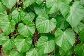 Image result for Tinospora orophila