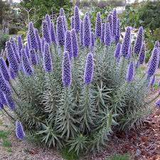 Image result for Echium