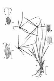 Image result for Kyllinga erecta