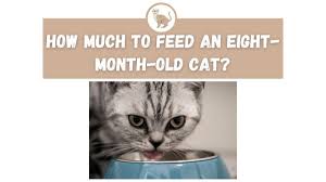 See full list on thesprucepets.com How Much To Feed An Eight Month Old Cat The Kitty Expert