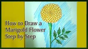 How to draw marigold flower,hello everyone my self lalee this is art class for beginners today we will going to learn a marigold flower drawing and coloring. Drawing Marigold Flower Drawing Easy For Kids