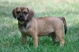 Startling Facts About Full Grown Puggles