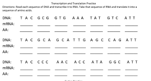 Stages of transcription initiation elongation termination article khan academy from cdn.kastatic.org translation work answers, practicing dna transcription and translation, protein synthesis practice 1 work and answers pdf, protein synthesis review work answers, molecular genetics, dna. Solved Transcription And Translation Practice Directions Read Each Sequence Of Dna And Transcribe It To Rna Take That Sequence Of Rna And Transla Course Hero