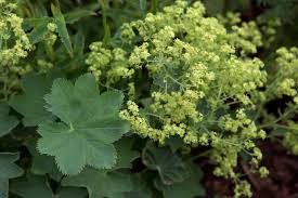 Image result for Alchemilla johnstonii