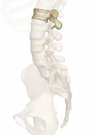 Vertical (lumbar) because of horizontal anatomy of cervical nerve root a central and foraminal disc will affect the same nerve root. L1 1st Lumbar Vertebra