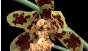 Image result for Graphorkis