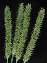 Image result for Setaria parviflora