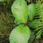 Image result for Stipularia africana