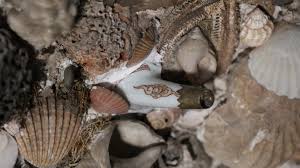 Our Conservation Story