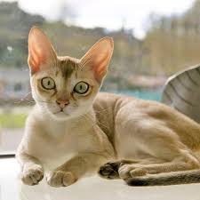 She enjoys finding cool new cat names, researching the best products, learning more about cat breeds and sharing tips with other pet parents. 5 Most Popular Cat Breeds With Big And Attractive Eyes Pinkvilla