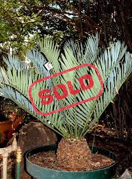 Image result for Encephalartos umbeluziensis