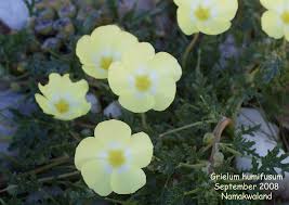 Image result for Grielum