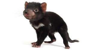 #tazmanian devil #bioluminescence #tasmanian devil. Bbc Earth How The Tasmanian Devil Has Responded To Infectious Cancers