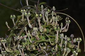 Image result for Ceropegia nilotica