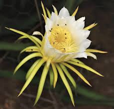 Her neighbor, igor sullivan, smells the gas. Dalgona Coffee Ice Dragon Fruit Cactus Flower
