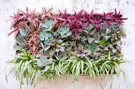 4.8 out of 5 stars 40 reviews. 15 Living Wall Designs For A Fresh Home Proflowers Blog