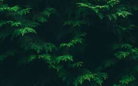 Start your search now and free your phone. Leaves 4k Ultra Hd 16 10 Wallpapers Hd Desktop Backgrounds 3840x2400 Images And Pictures