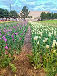 Window on the waterfront is a very nice, open park space on the marshy waterfront at the edge of holland, michigan. Ten Free Things To Do In Holland Michigan From Michigan With Love Blog
