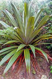 Cordyline Indivisa Mountain Cabbage Tree Plants Desert Garden Tropical Garden