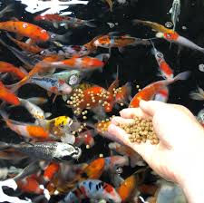 The website is coy about its pricing but usually offers 30% or 40% discounts over the following rates (you do the math): Feeding Coy Fish Pasteurinstituteindia Com
