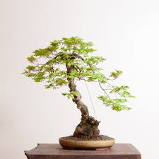 Beginners often ask, 'what species should i start with?' experienced bonsaists joke about how one must kill a few trees to learn how to do bonsai. Bonsai Tree By Ryan Neil S Bonsai Mirai In Oregon Architectural Digest