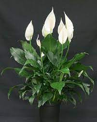Peace Lily Care How To Grow Spathiphyllum Epic Gardening Spathiphyllum Lily Plants Peace Lily Plant