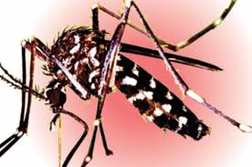Di selangor terdapat 122 kawasan panas denggi. Unimap Cipta Peranti Kesan Nyamuk Aedes