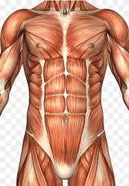 Finally, the pelvic region houses both the male and female reproductive organs. Rectus Abdominis Muscle Abdomen Anatomy Human Body Abdominal Wall Others Human Bodybuilder Human Back Png Pngwing