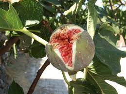 Alhamdulillah semua custmr kami berpuas hati membeli anak benih dengan kami beli dengan kami anda akan dpt penerangan ringkas cara penjagaan yg mudah dan betul. Pokok Tin Myagri Com Mymyagri Com My