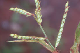 Image result for Urochloa panicoides