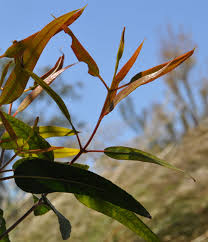 Red cap gum tree arizona. Ufei Selectree A Tree Selection Guide