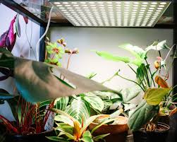 Find helpful customer reviews and review ratings for led grow lights for indoor plants,ygrow upgraded 75w growing lamp light bulbs with exclusive full spectrum for greenhouse hydroponic plants from seeding to harvest at amazon.com. Led Grow Lights Review Green Obsessions