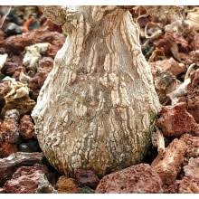 Image result for Corallocarpus welwitschii