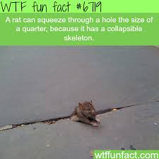 Rats Can Squeeze Their Body Into A Hole The Size Wtf Fun Facts Fun Facts Animal Facts