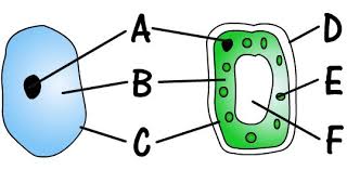 The first is a colored and labeled cell diagram. Animal And Plant Cells Quiz Questions Footprints Science Gcse Science Animations And Quizzes