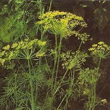 anethum graveolens dille fijn gehakt blad als toekruid bij vis en vleesschotels in sausen soepen en sal eetbare planten geneeskrachtige planten kruidentuin