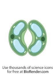 Check spelling or type a new query. Biorender Life Science Icons