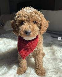 Jeff Eisenband On Twitter Collin Morikawa S Dog Koa In Sunday Red For Tiger Woods Instagram Koa The Doodle