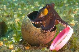 Story Behind The Shot Coconut Octopus