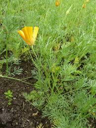 Image result for Papaveraceae