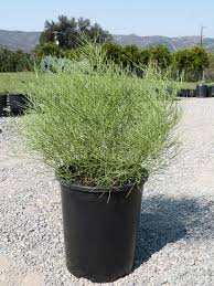 Image result for Cassia thyrsoidea