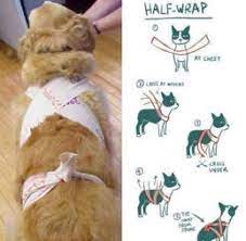 A veterinarian shares tips to calm your pet's anxiety during fourth of july celebrations. This Simple Trick Will Help Keep Your Dog Calm During Fireworks The Dodo
