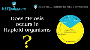 Maybe you would like to learn more about one of these? Meiosis In Haploid Organisms Youtube
