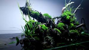 Aquarium Terrarium Paludarium Riparium Vivarium Aquascape Vivarium Pets