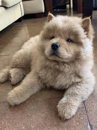 The Little Prince Cute Baby Animals Baby Animals Cute Animals