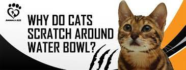 Pin On Cats