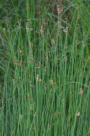 Image result for Schoenoplectus sp.no.1