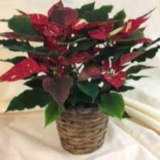 Buffalo check jingle bell poinsettia stem 7 is a poinsettia flower with a brown wrapped wire stem and red and black buffalo printed petals. 6 Jingle Bell Poinsettia Poinsettia In A Basket In Bellefonte Pa A Flower Basket